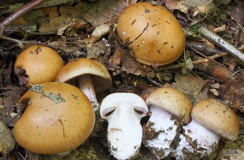 Cortinarius purpurascens